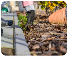 A person removes plants around their house perimeter